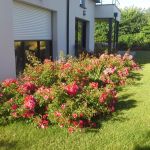 Rosiers et agapanthes